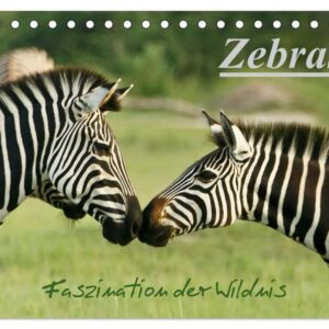 Zebras – Faszination der Wildnis (Tischkalender 2024 DIN A5 quer) CALVENDO Monatskalender